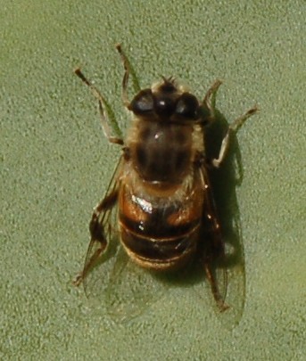 Eristalis tenax   (Syrphidae)