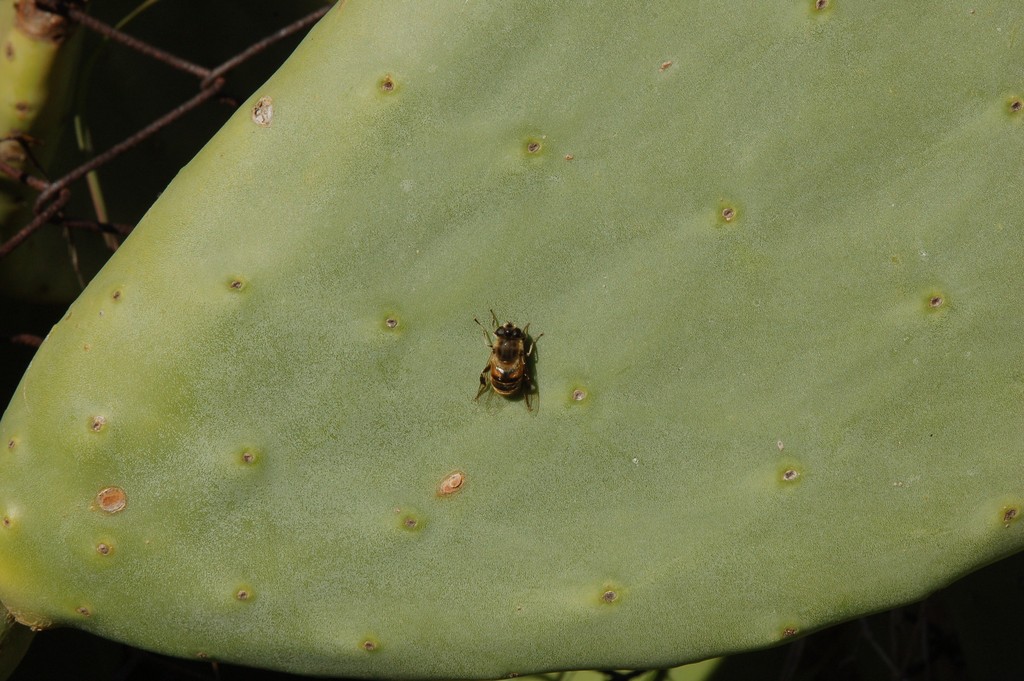 Eristalis tenax   (Syrphidae)