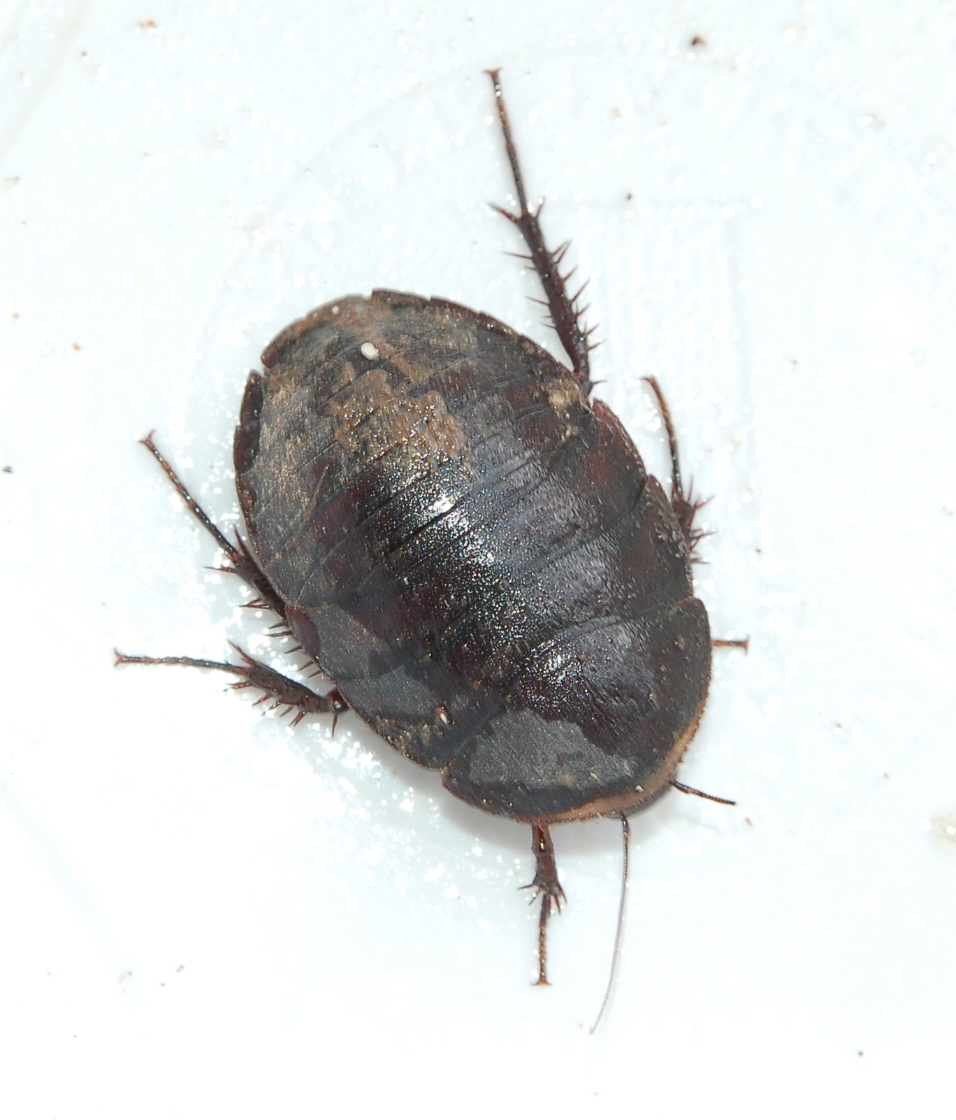 Polyphaga aegyptiaca (Linnaeus 1758)