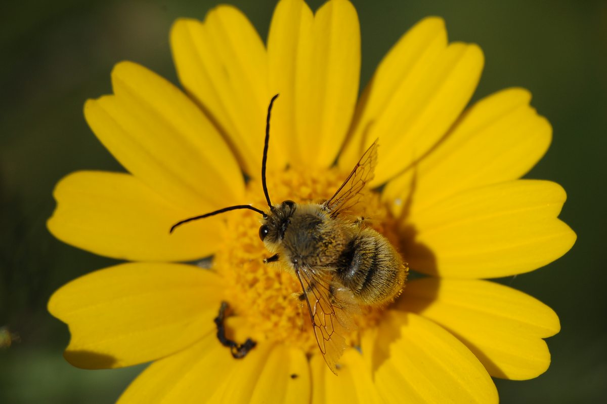 Eucera sp. . (Apidae)