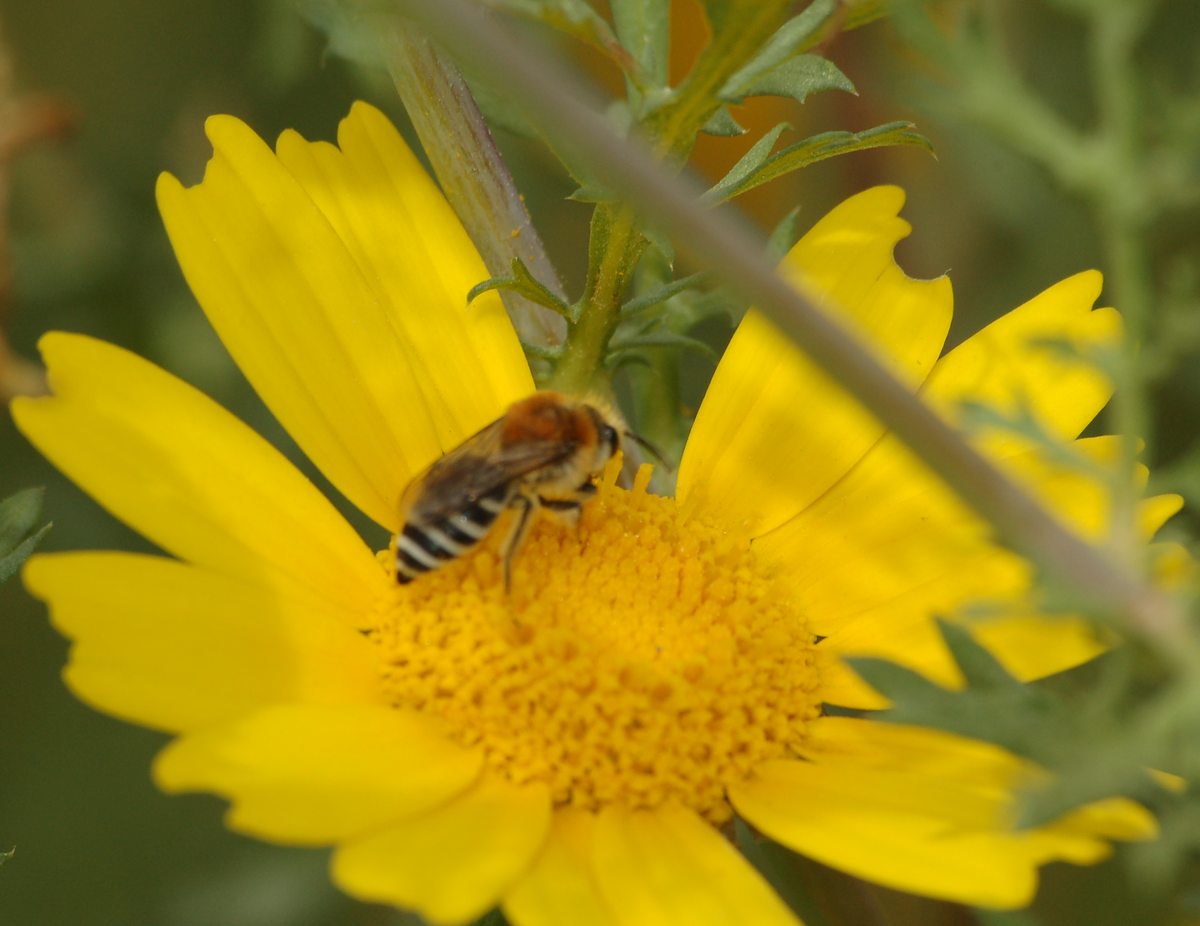 Colletes sp. (Apidae Colletinae)