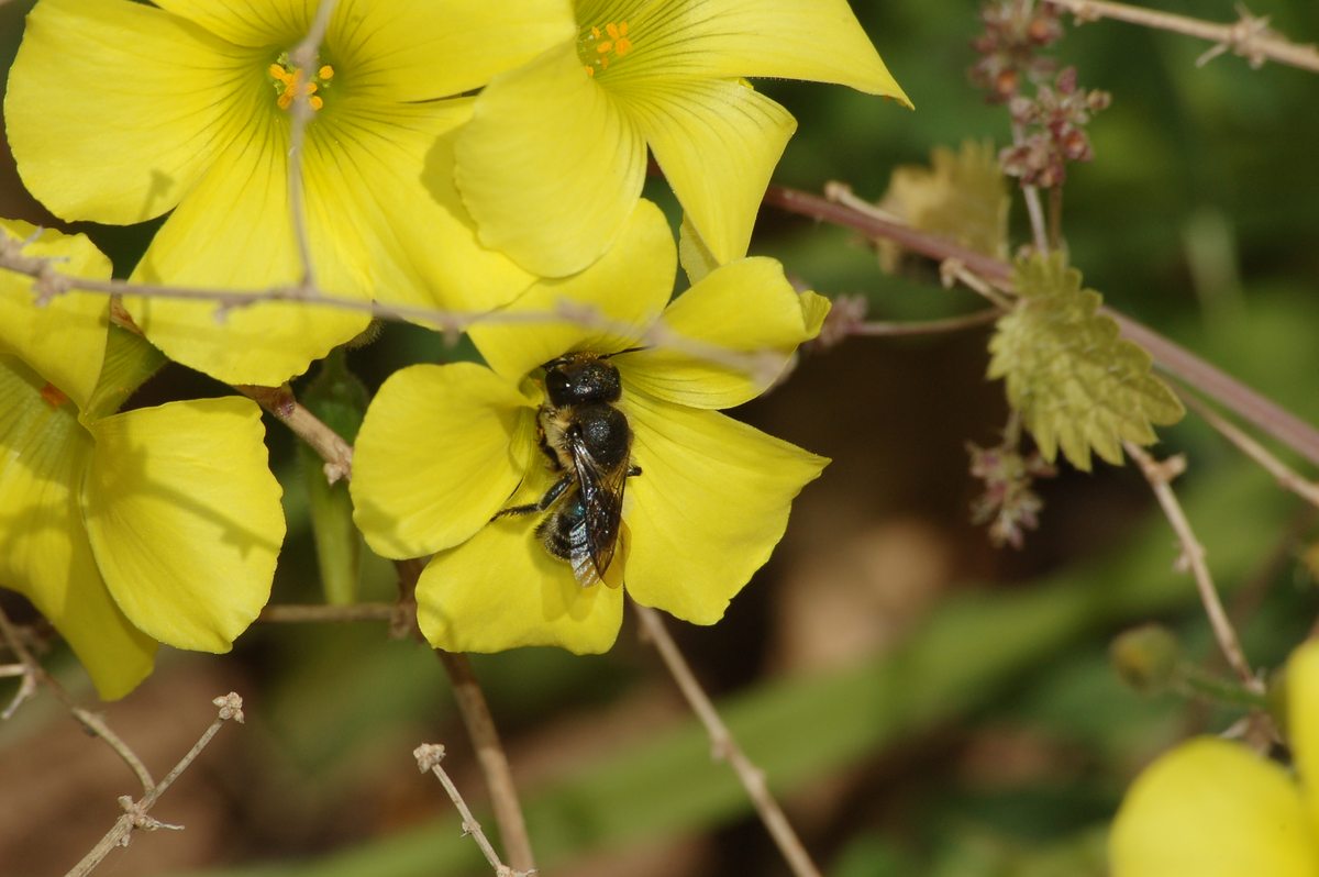 Osmia sp. (Apidae Megachilinae)