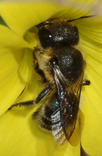 Osmia sp. (Apidae Megachilinae)