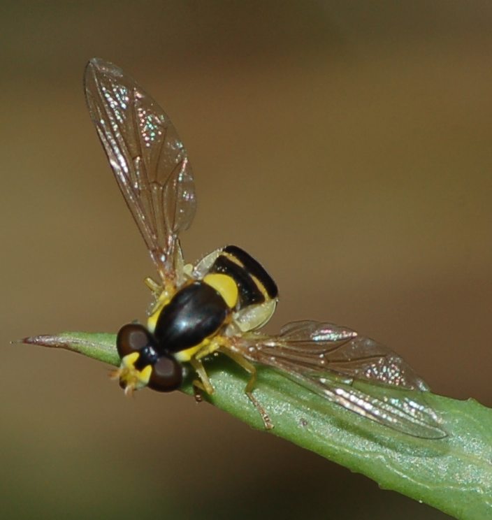 Sphaerophoria sp. (Syrphidae)