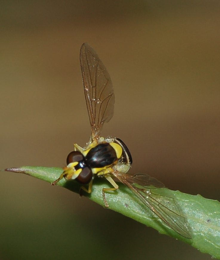 Sphaerophoria sp. (Syrphidae)