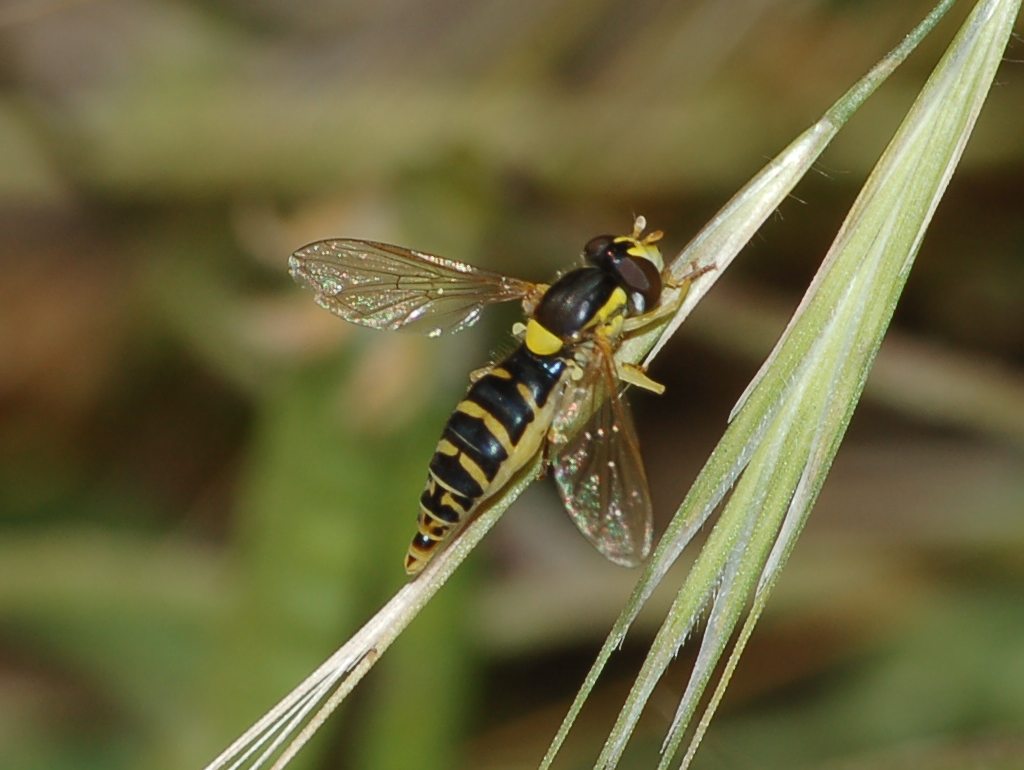 Sphaerophoria sp. (Syrphidae)