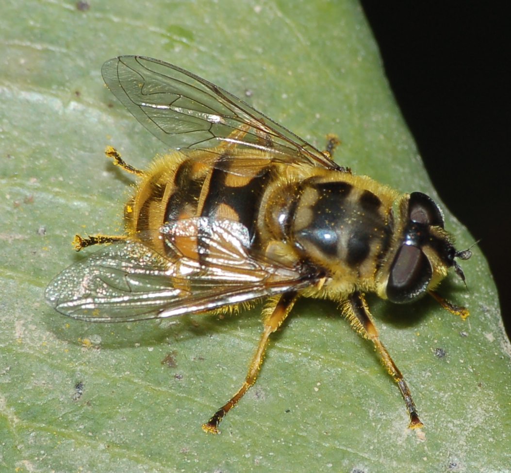 Myathropa florea (Syrphidae)