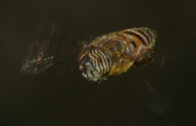 Eristalinus taeniops (Syrphidae)