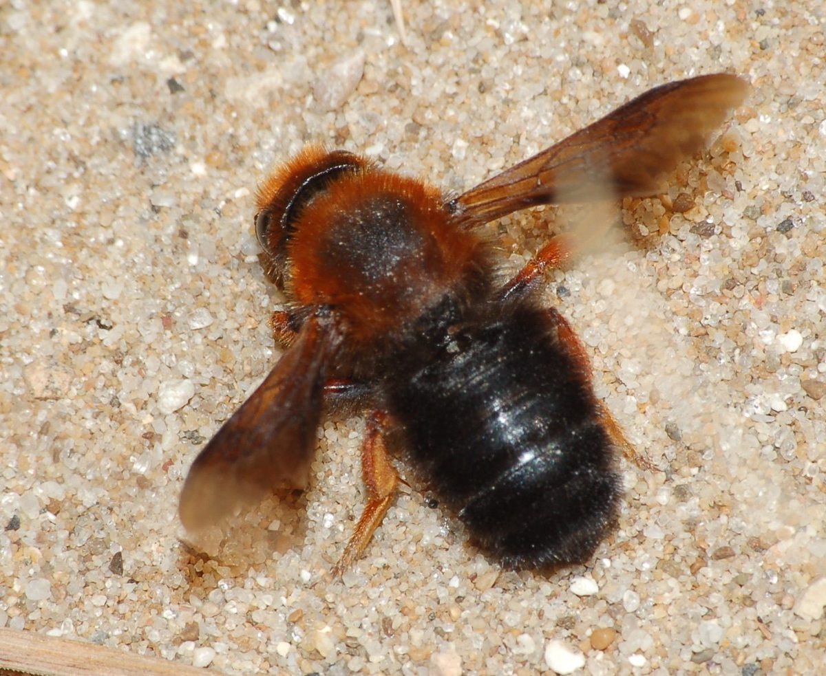Chalicodoma sicula F (Apidae Megachilinae).