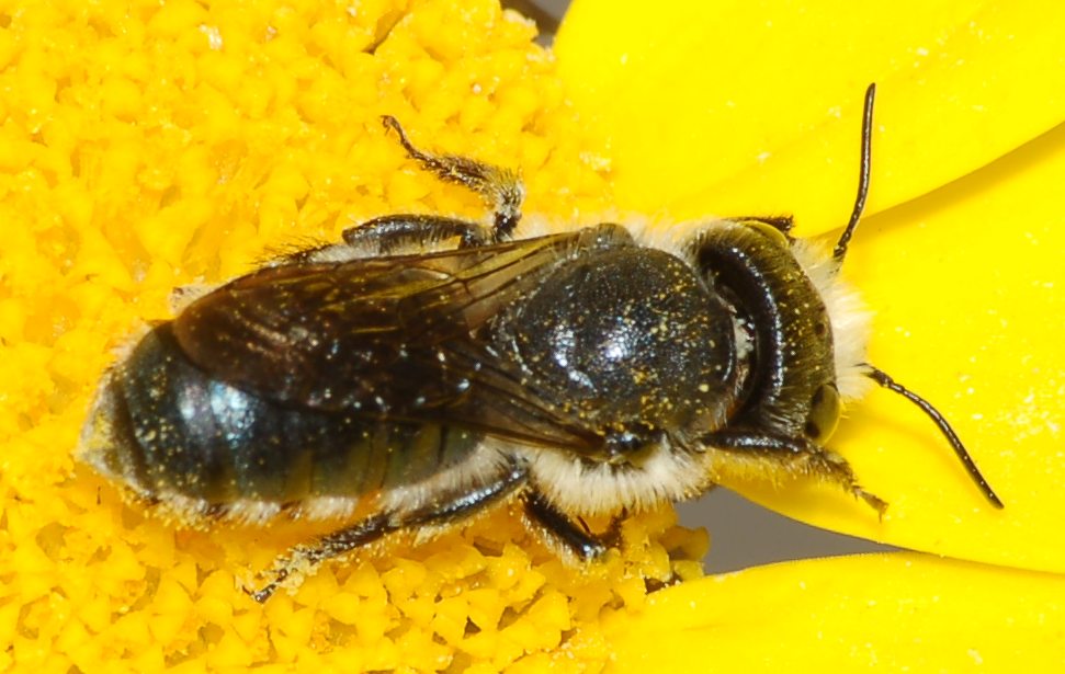 Osmia sp. (Apidae Megachilinae)