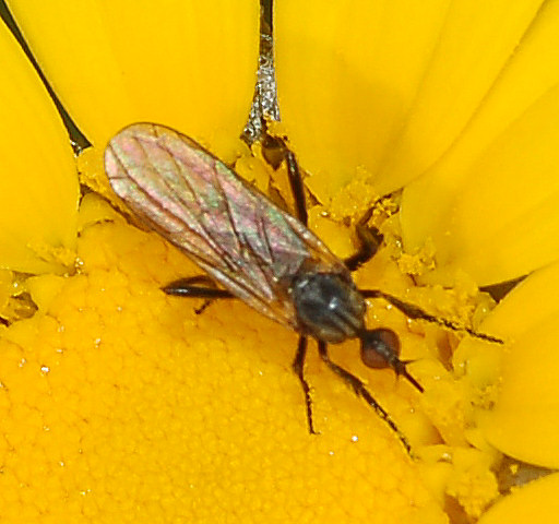 identificazione dittero trendy: Empis (Empis) pennipes