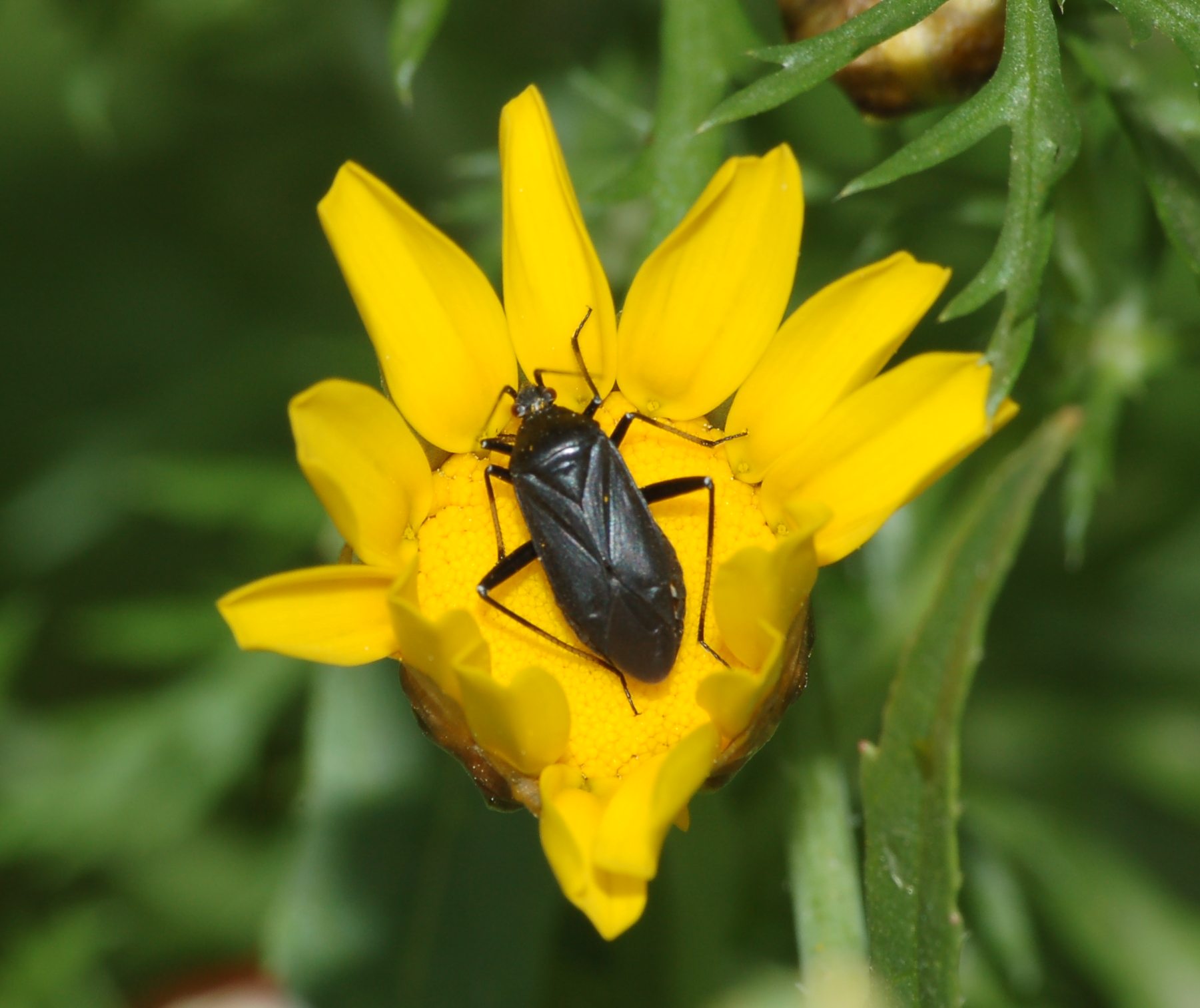 Calocoris nemoralis picea?