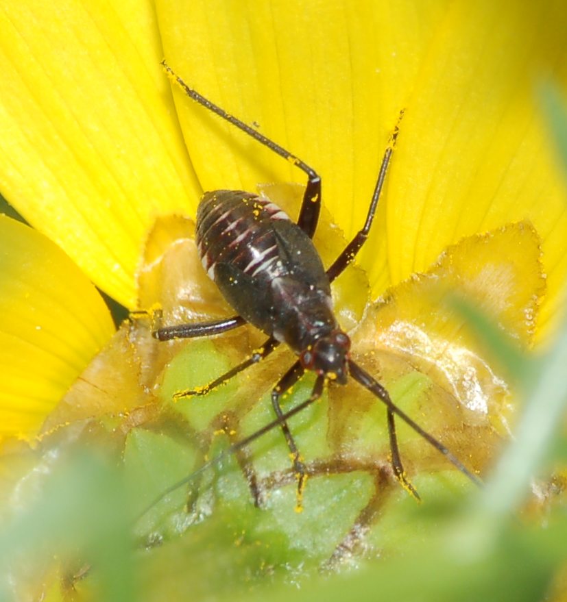 Miridae: Calocoris nemoralis (ninfa) della Sicilia