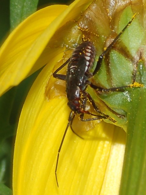 Miridae: Calocoris nemoralis (ninfa) della Sicilia