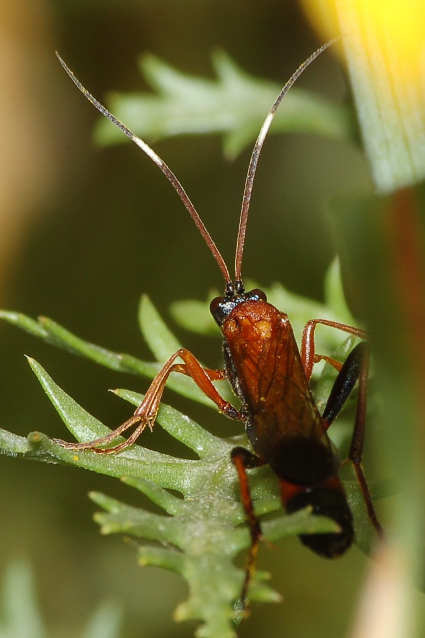 Ctenochares bicolorus (Ichneumonidae Ichneumoninae),