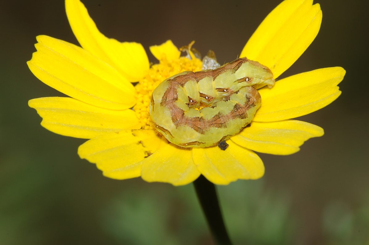 identificazione bruco