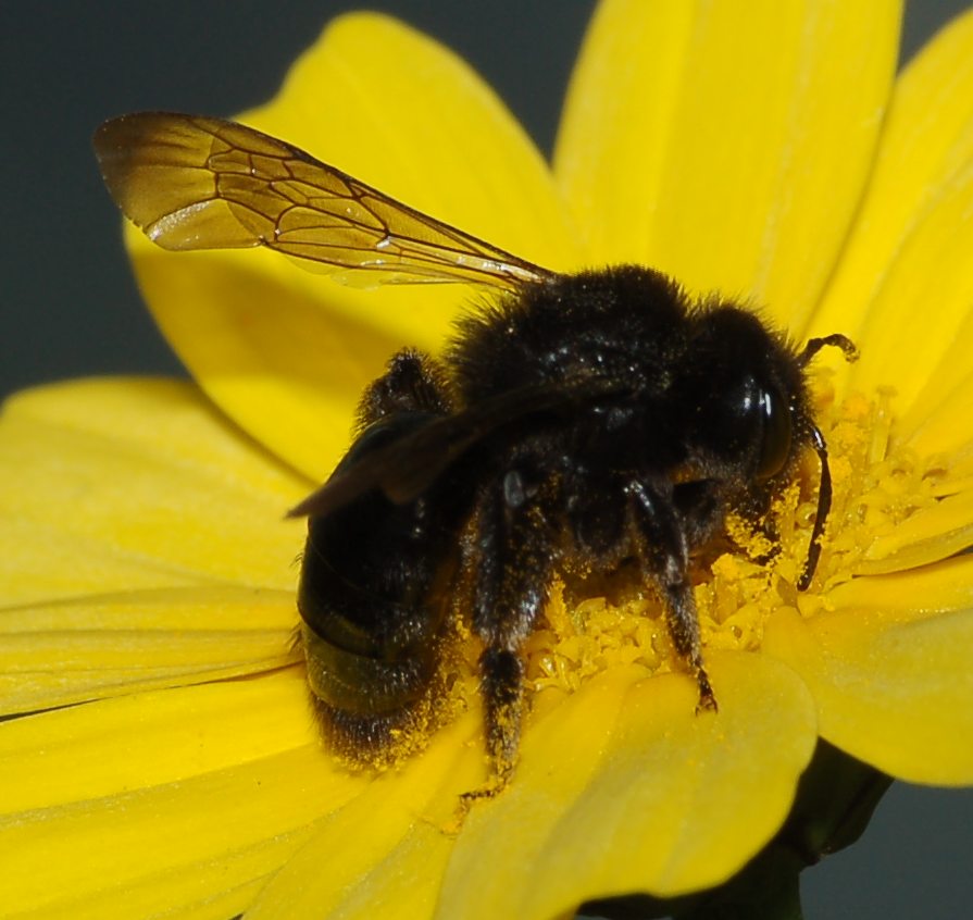 Andrena morio