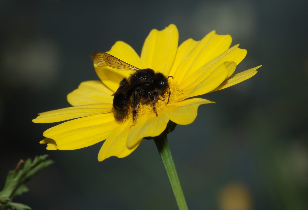 Andrena morio