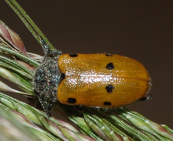 bella coccinella