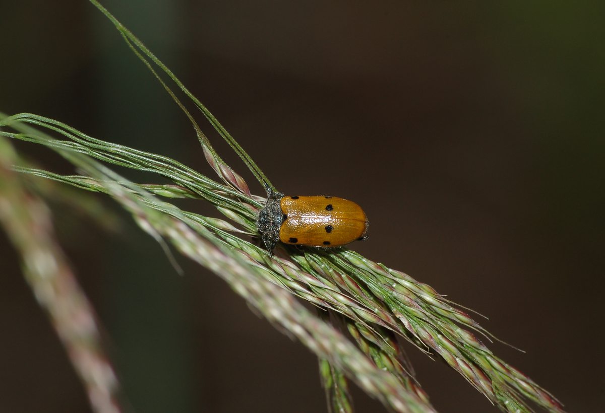 bella coccinella