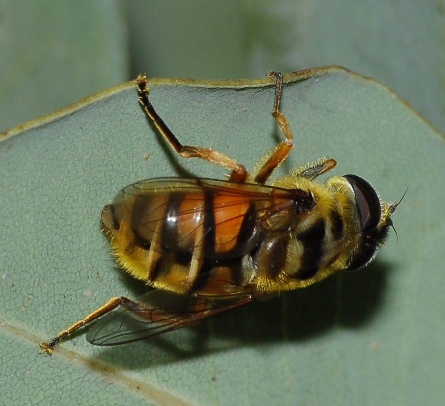 Myathropa florea (Syrphidae)