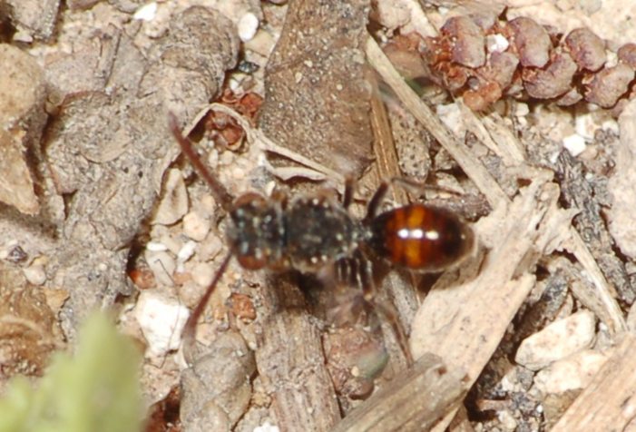 Nomada sp. (Apidae)