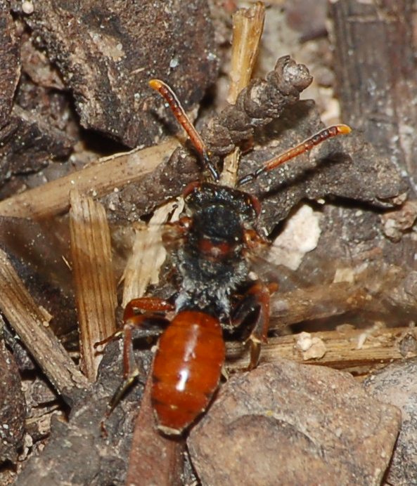 Nomada sp. (Apidae)