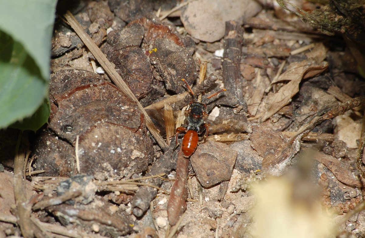 Nomada sp. (Apidae)