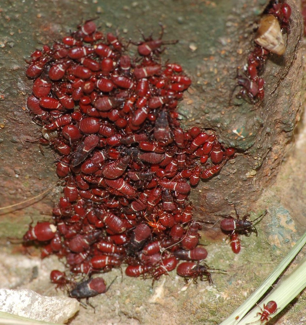 palla rosso scuro: Oxycarenus lavaterae