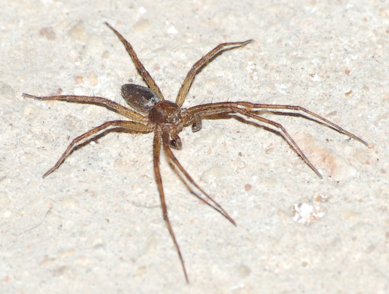 Philodromus sp.