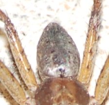 Philodromus sp.