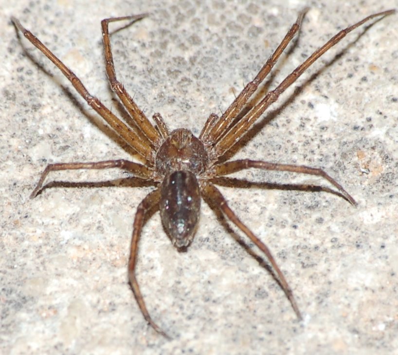 Philodromus sp.