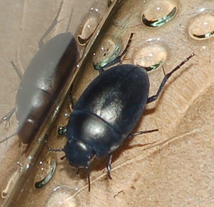 veloce camminatore: Zophosis punctata ???