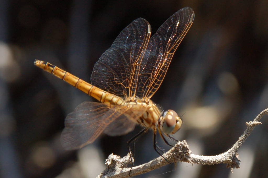 identificazione libellula