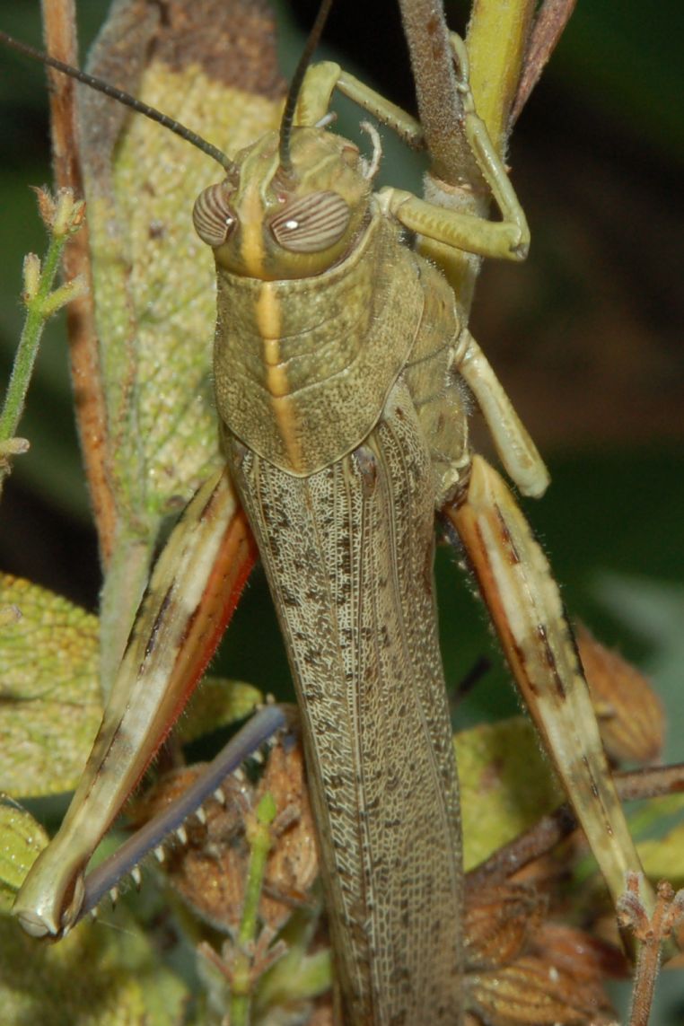 Grossa cavalletta a pantelleria: Anacridium aegyptium