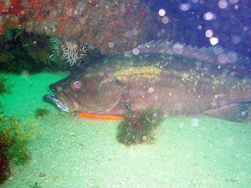 Epinephelus costae (Dotto o Cernia dorata)