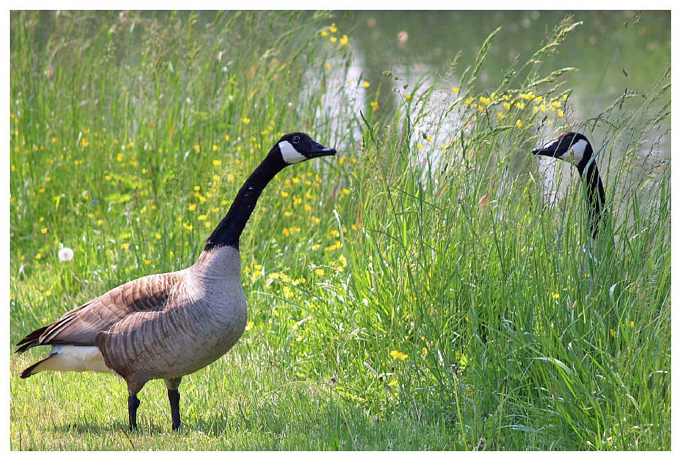 Oca del canada (Branta canadensis)