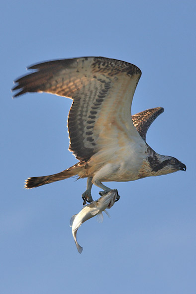 Falco pescatore