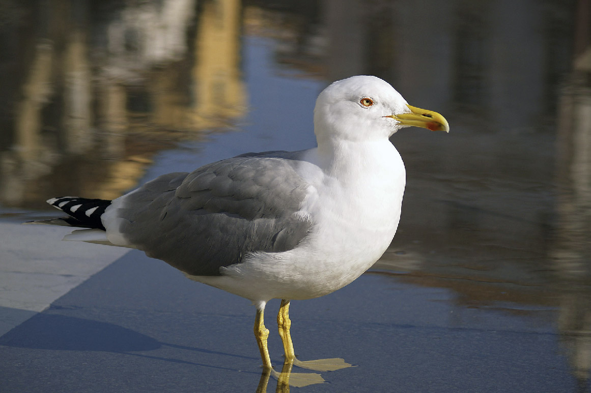 Ritrattino a Larus venexiano