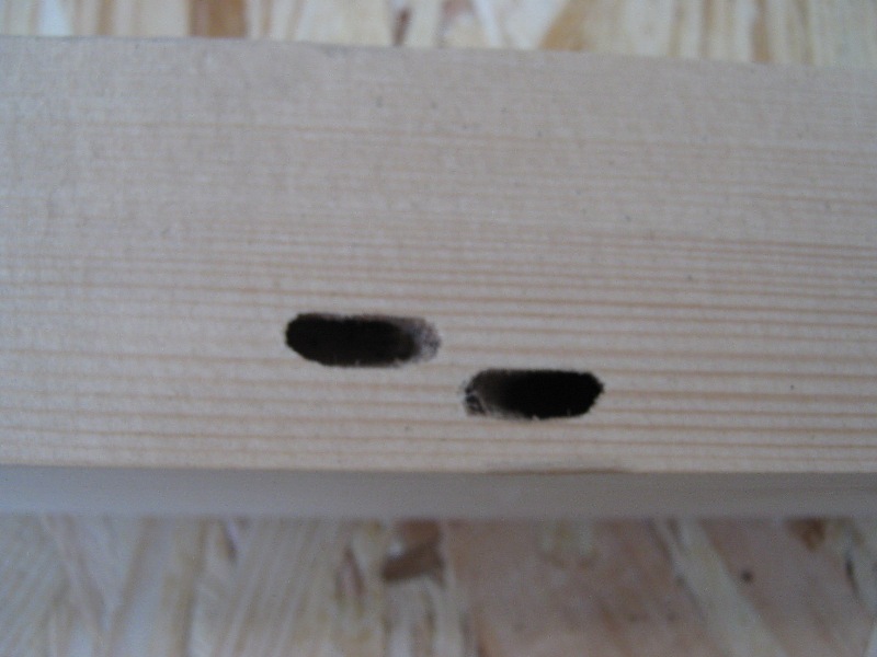 Xilofagi nel legno del solaio