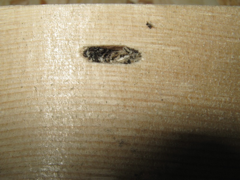 Xilofagi nel legno del solaio