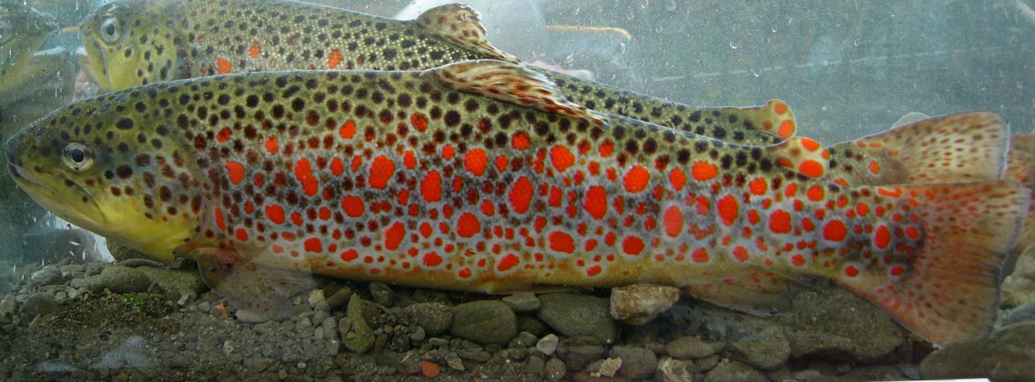 Salmo trutta