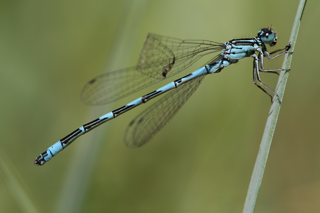 11 specie incl. Coenagrion mercuriale