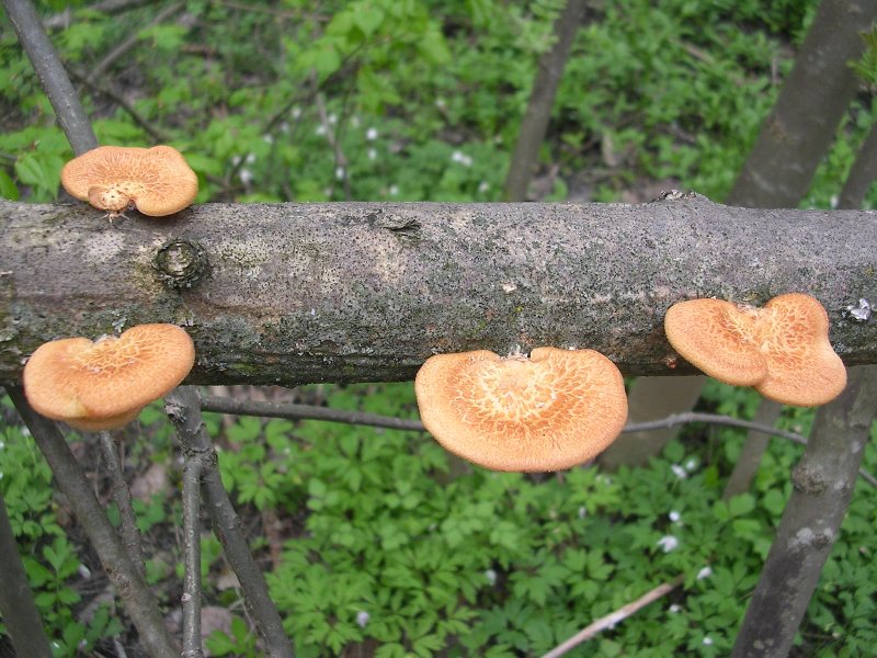 Polyporus alveolaris / mori (Polyporus alveolaris)