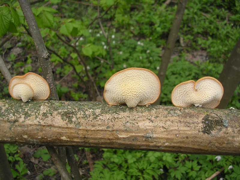 Polyporus alveolaris / mori (Polyporus alveolaris)