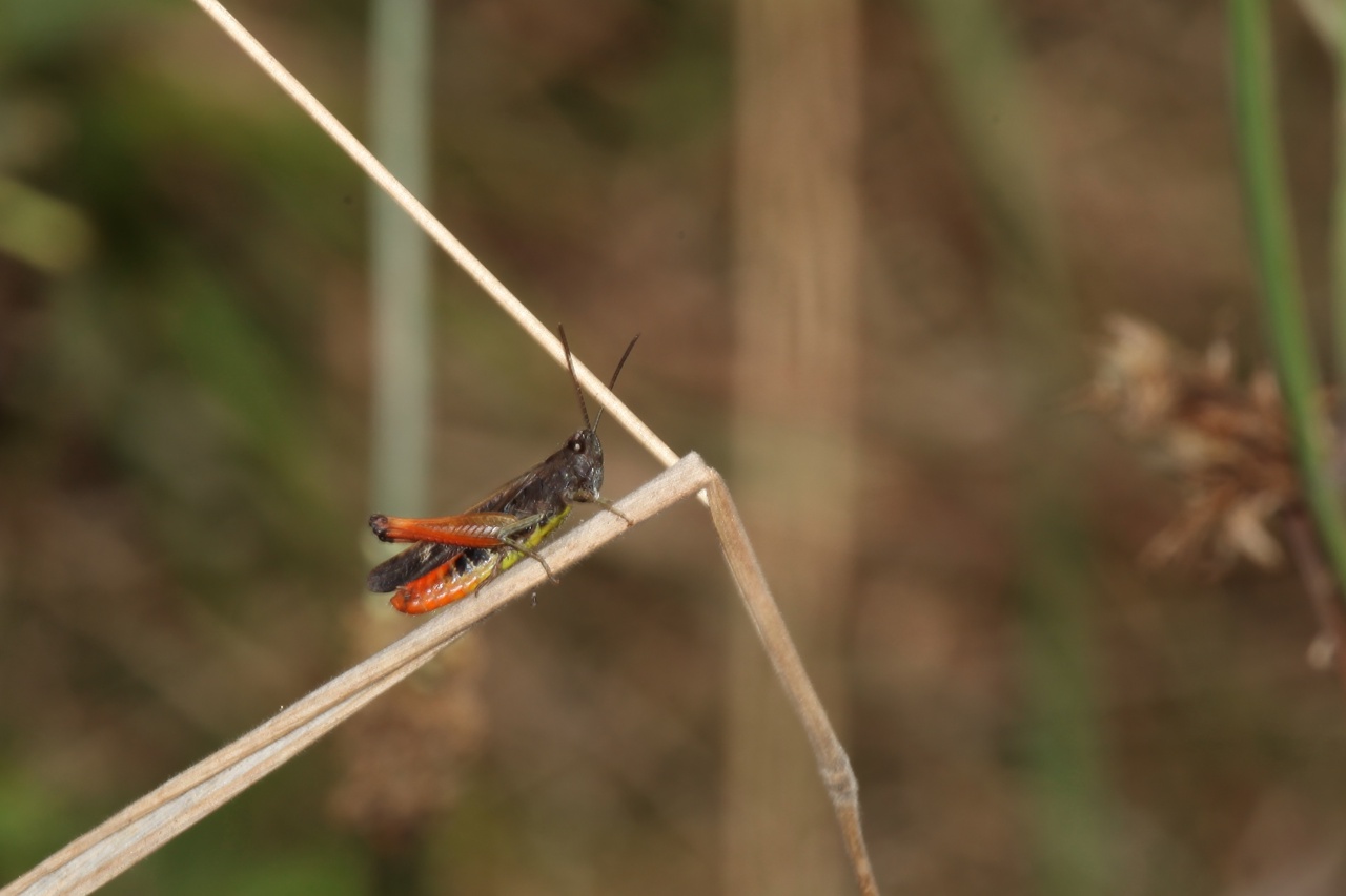 Omocestus rufipes