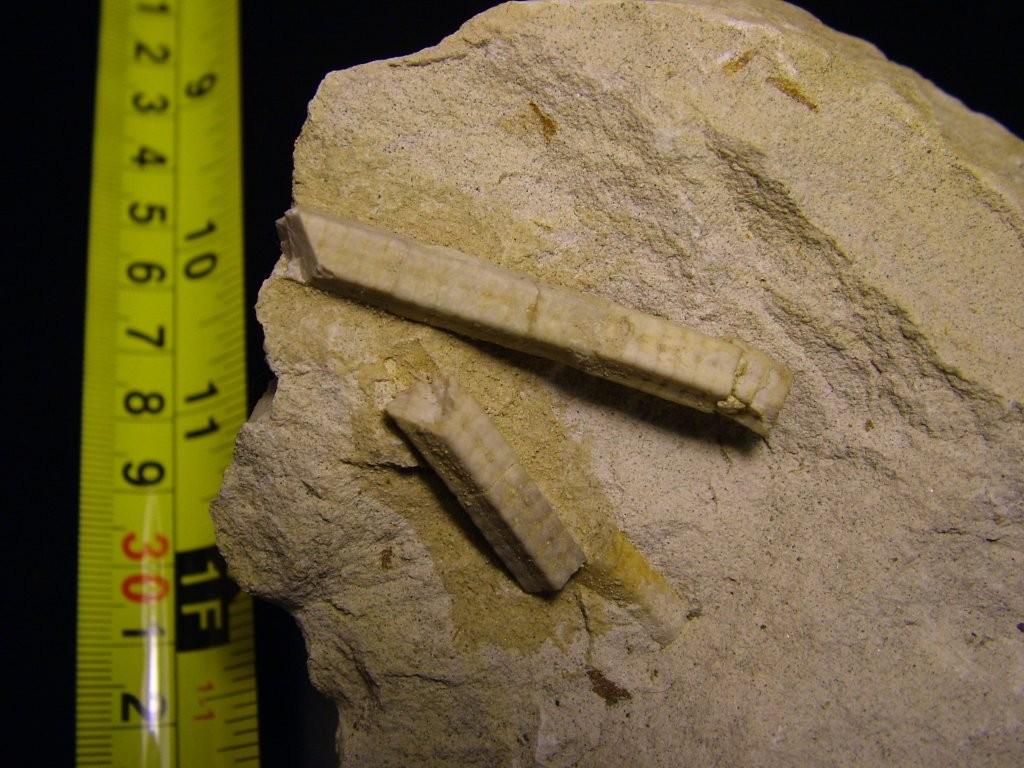 Crinoidi