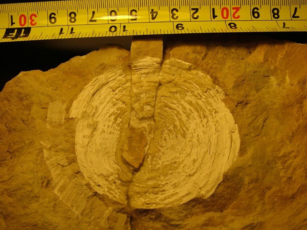 Crinoidi