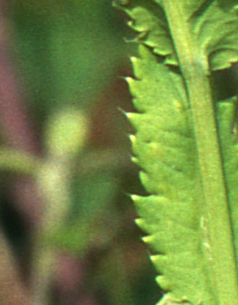 Papaver setigerum