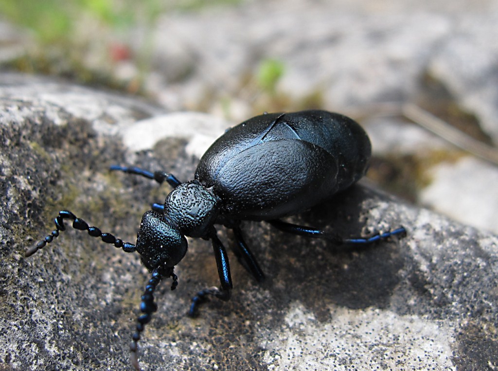 Meloe proscarabaeus o violaceus?